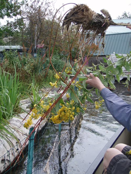 Garden loosestrife stolon (creeping horizontal plant stem/runner that takes root at points along its length to form new plants).