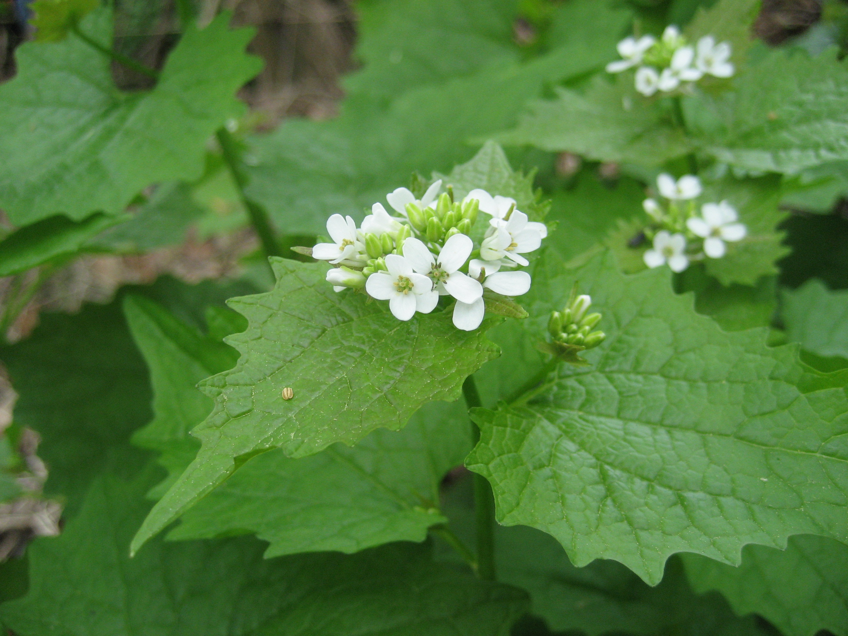 Garlic mustard cluster of flowers and buds close-up