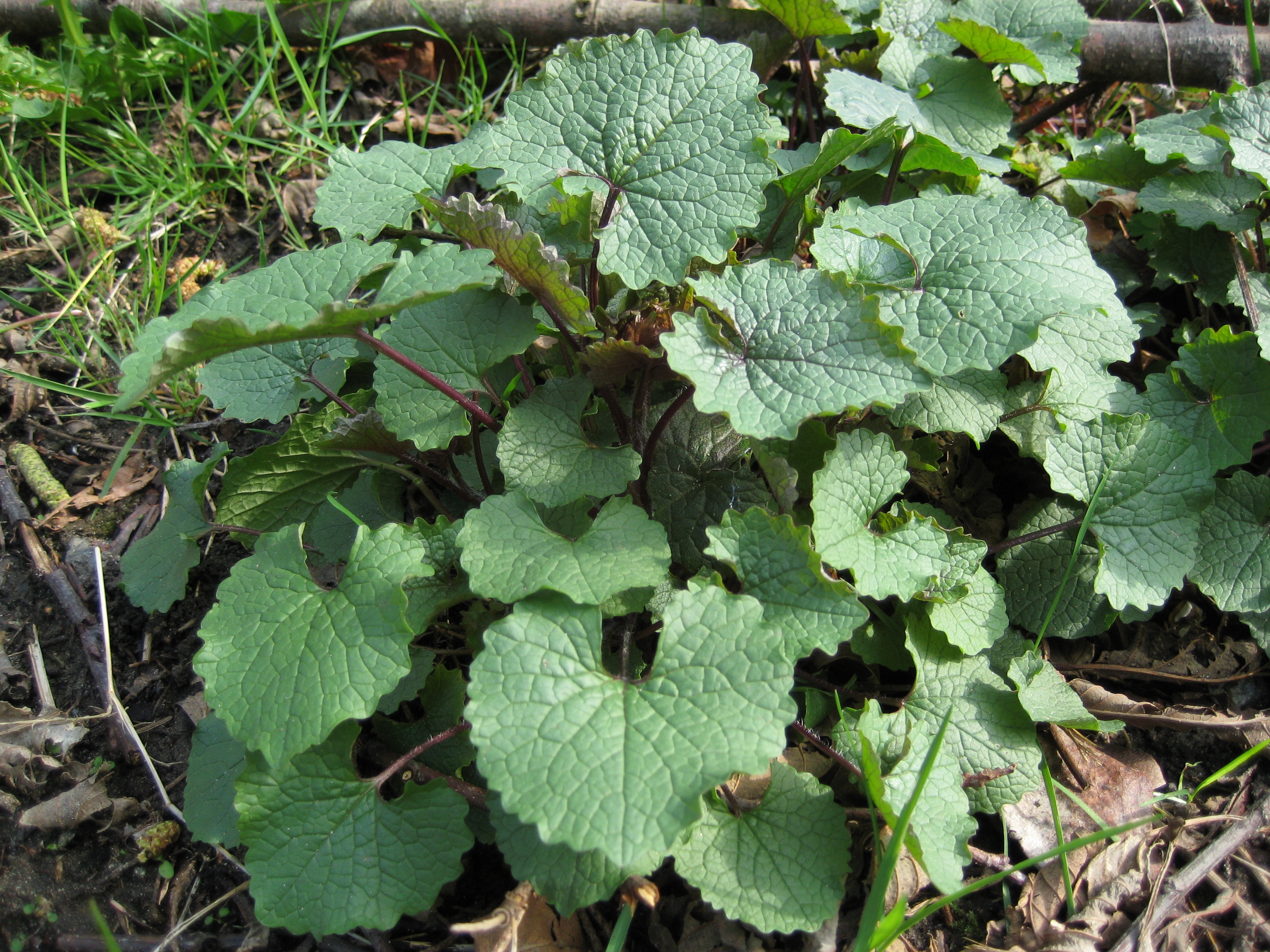 A rosette cluster of garlic mustard