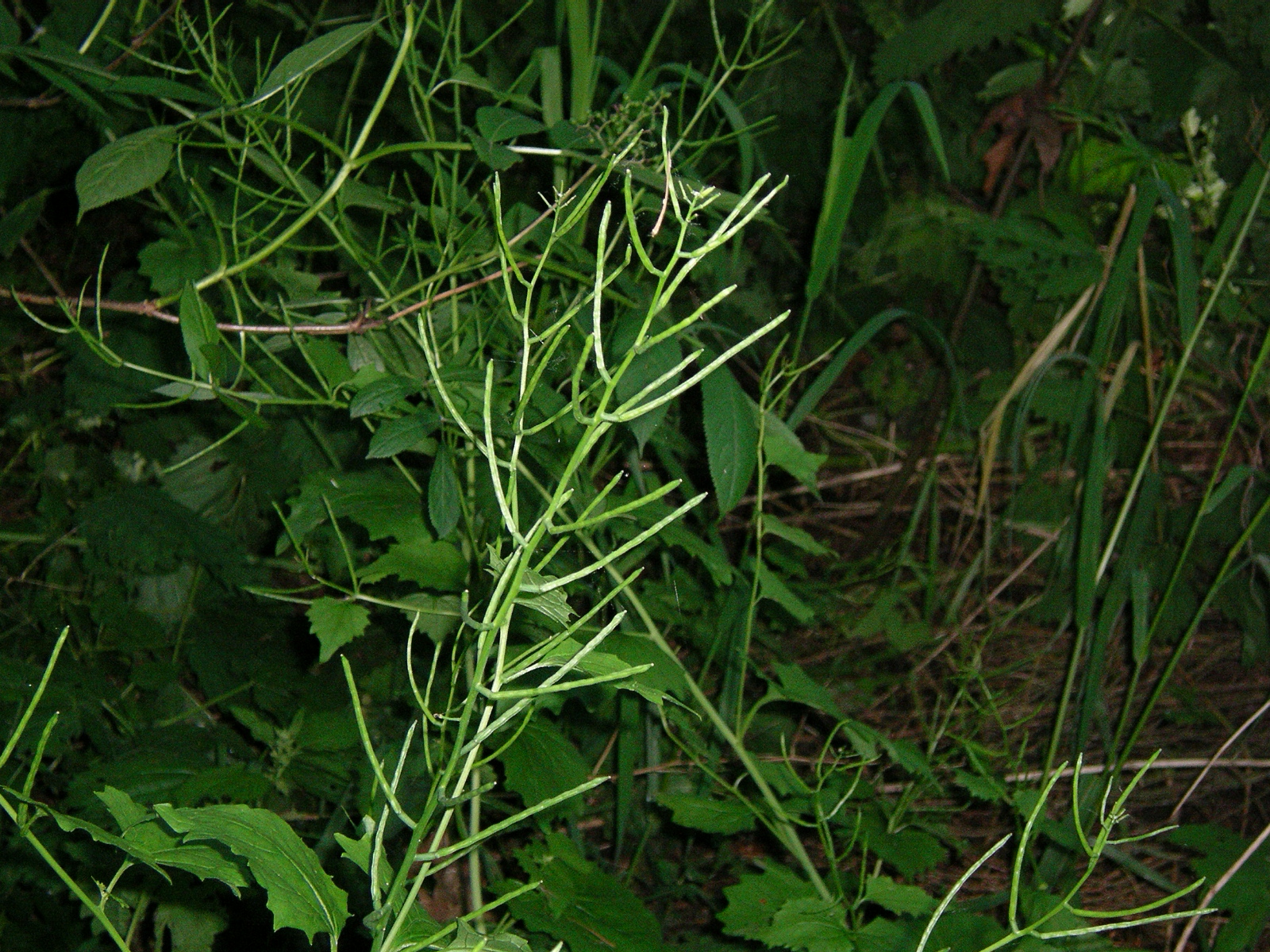 Garlic mustard green seed pods