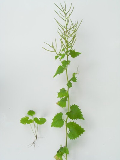Garlic mustard in two stages of life: first year rosette (left) and 2+ year old mature plant with seed pods (right)