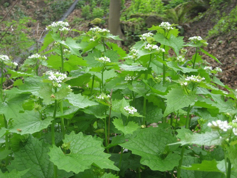 Garlic mustard, a Class A noxious weed