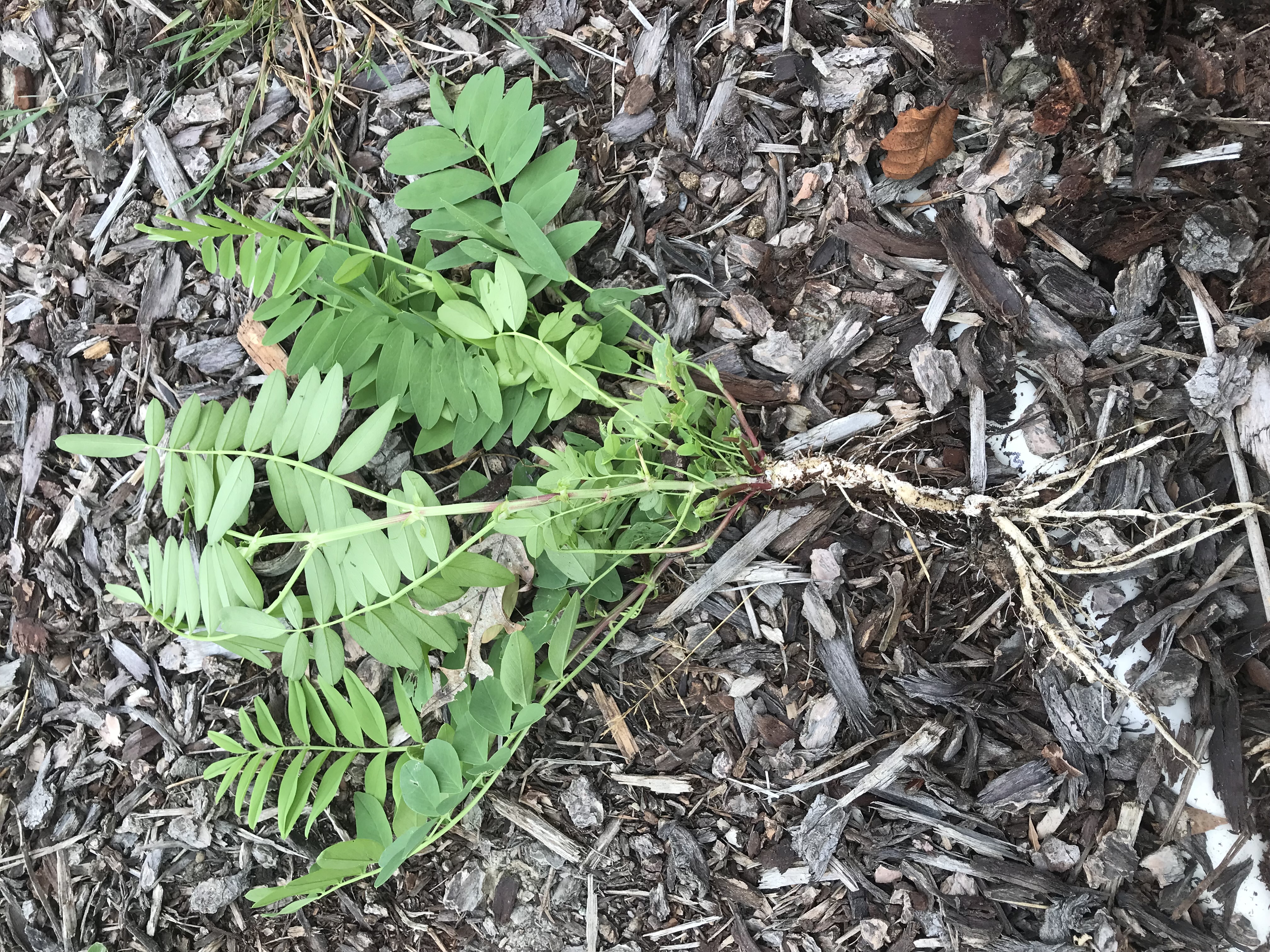 Alt caption: A pale green leafy goatsrue plant pulled out of the ground, with the taproot about equal in length to the rest of the plant.