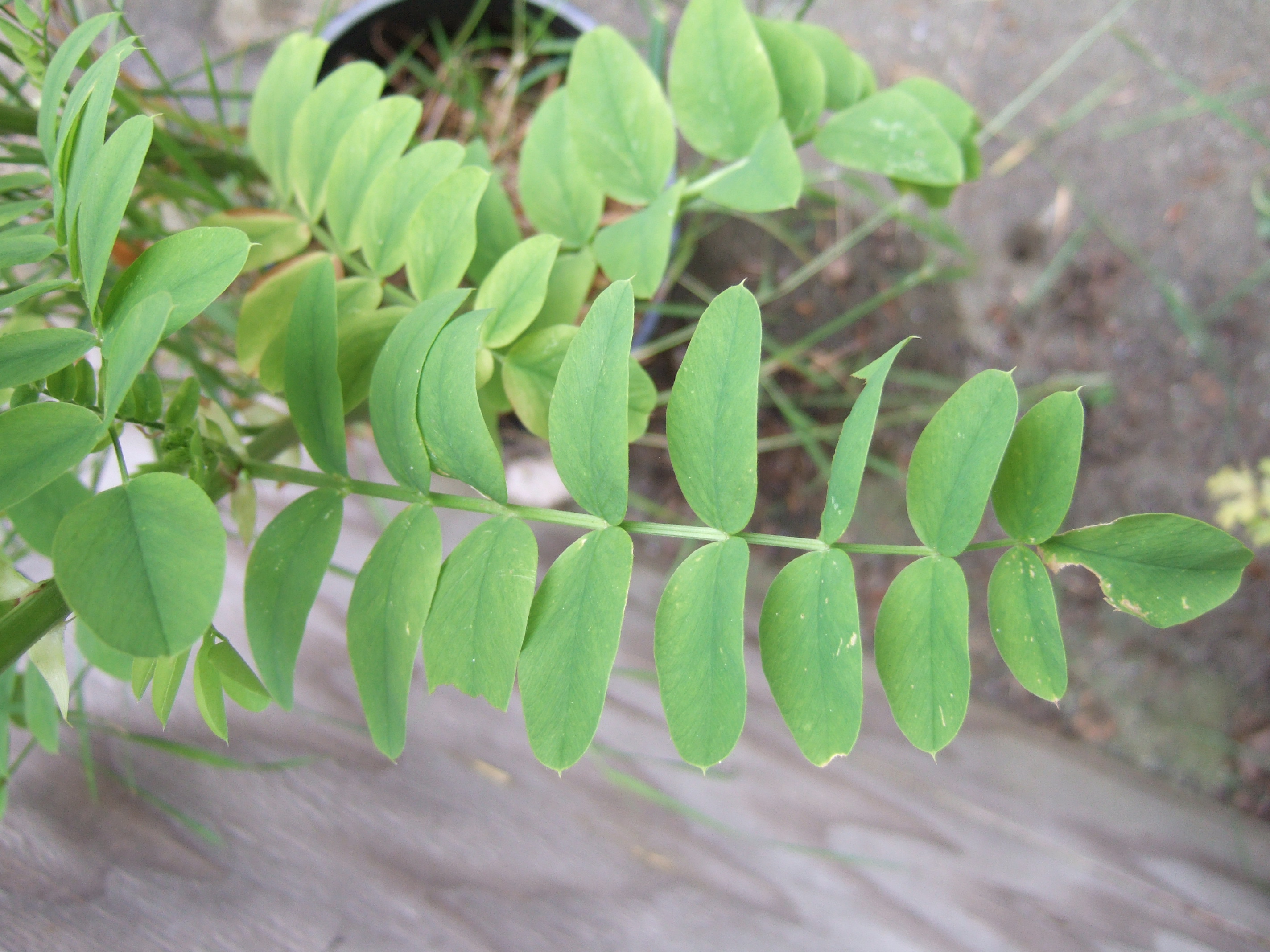 A pale green leaf of a goatsrue plant with many alternate leaflets, with the rest of the plant visible in the background.