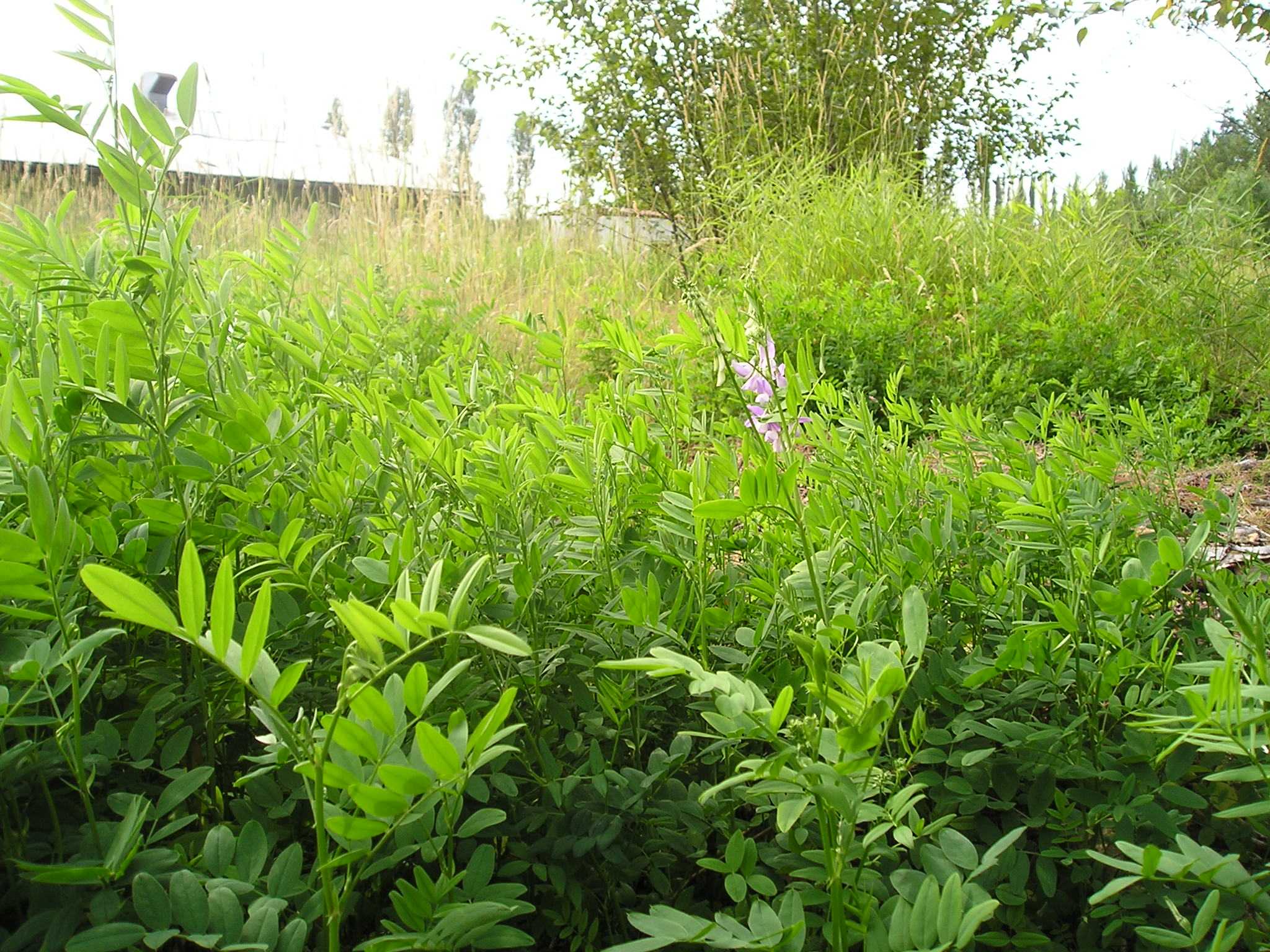 Goatsrue dominating a sunny meadow. Other grasses and a grove of trees are seen in the background, but much of the field is full of leafy goatsrue, with one flowering plant visible in the foreground.