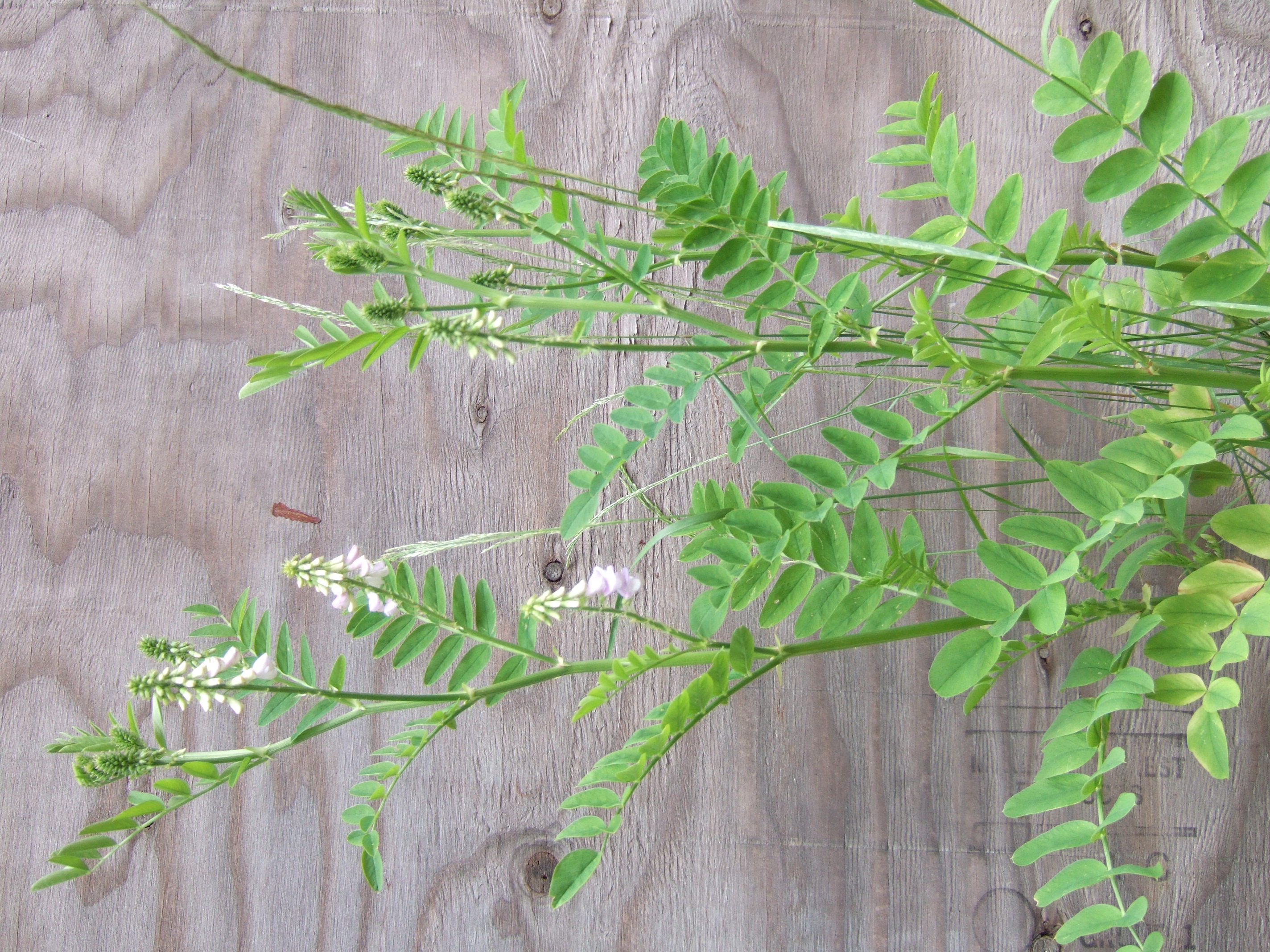 A pale green goatsrue plant with many leaves comprised of many leaflets in front of a wooden board.