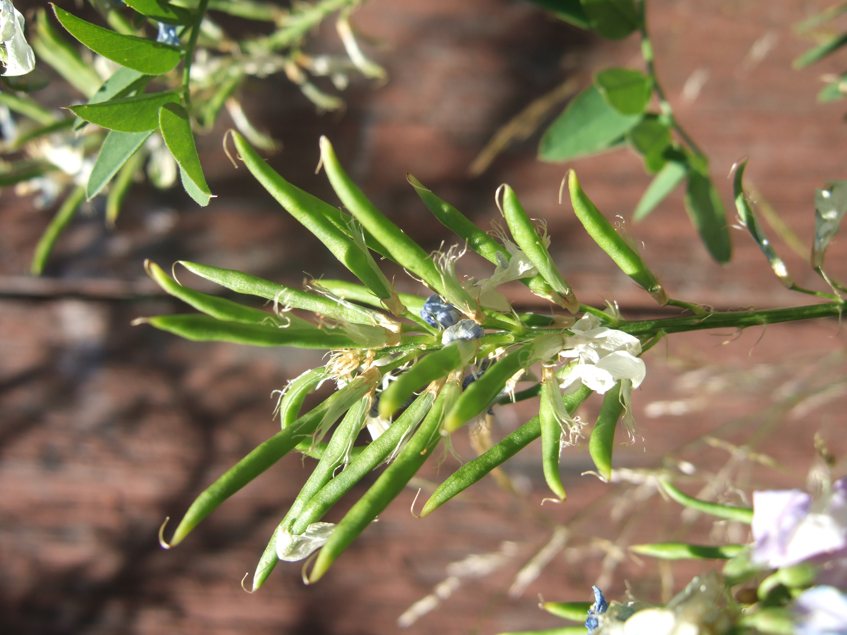A goatsrue plant close up, with many pea-like seed pods and a few already turned to small white flowers.