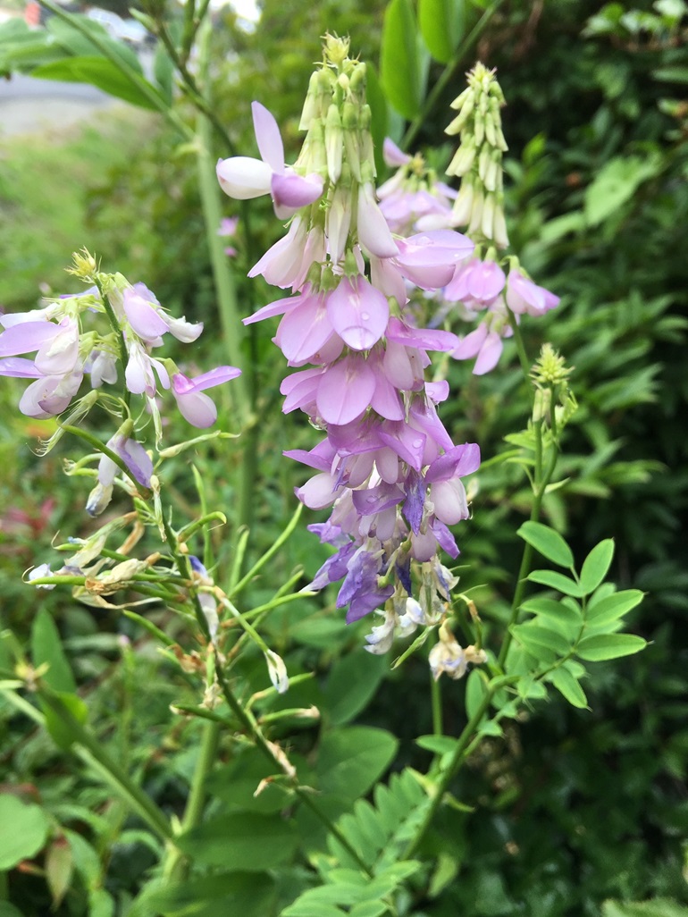 A pale purple flower of a Goatsrue plant up close, with the leafy plant in the background.