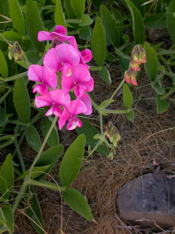 A pink flower growing from a pale green stem with alternate leaves and wispy tendrils. 