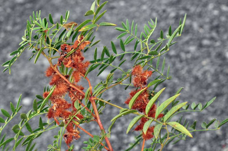 Wild licorice with reddish stems and leaves with several leaflets takes up the entire forground. The plant has red, spikey seed pods. 
