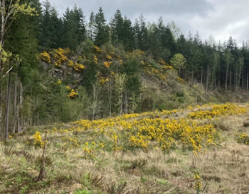 an open field and cliffside with yellow gorse shrubs scattered throughout