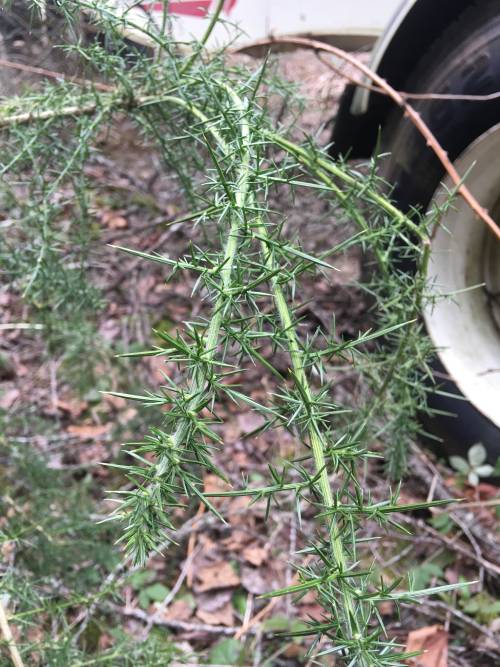 light green stems covered in green spines