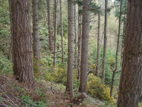 a forest with gorse crowding out the understory
