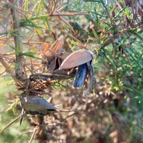 open seed pods, the outer shell is light brown, the inner part is black both parts have a fuzzy white film over them