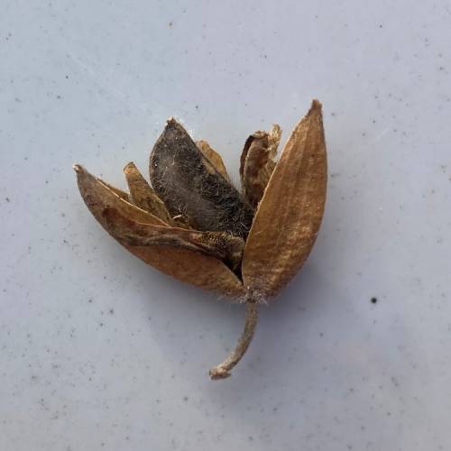 open seed pod with light brown shell and dark brown inner section. dark brown seed has a fuzzy texture