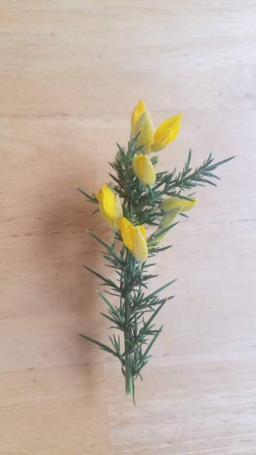 small sprig of gorse, with yellow flowers and green spines all up the stem