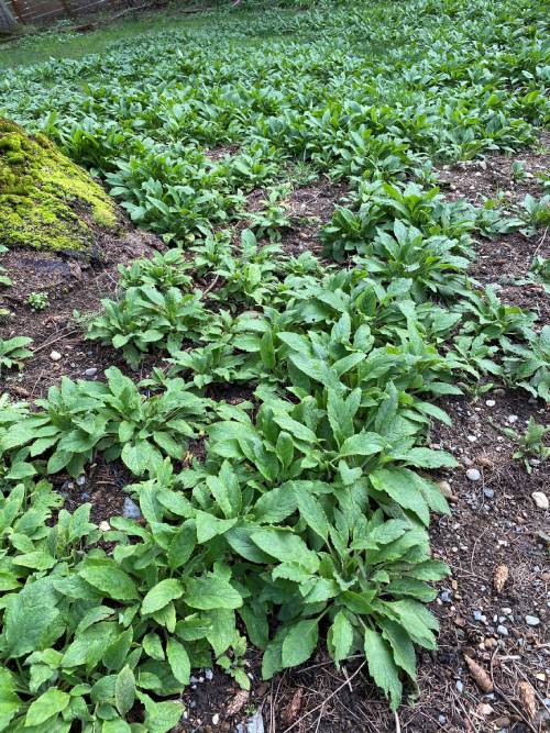 Green alkanet rosetts cover a field with a mossy rock on left side of image.