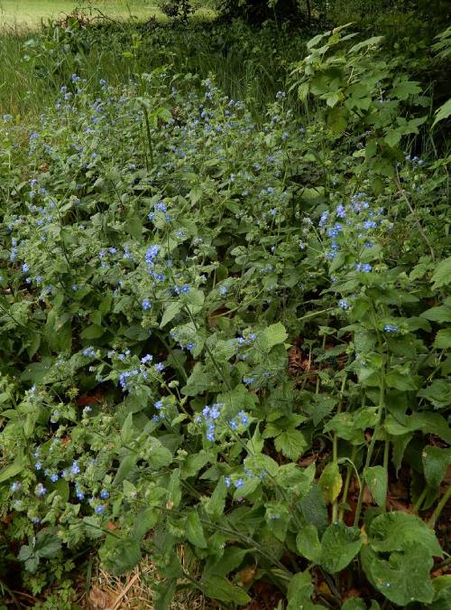 Green alkanet plants grow at the edge of a field, these plants are in bloom with blue flowers.