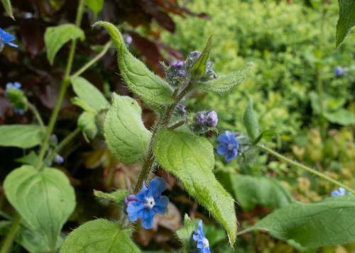Green alkanet in bloom with alternate stem leaves
