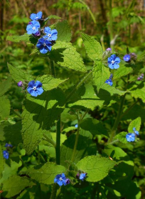 small blue flowers with five petals bloom, plant has hairy stems and leaves.