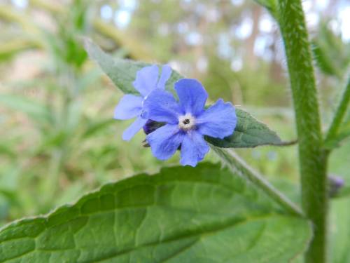 Green alkanet flower close up