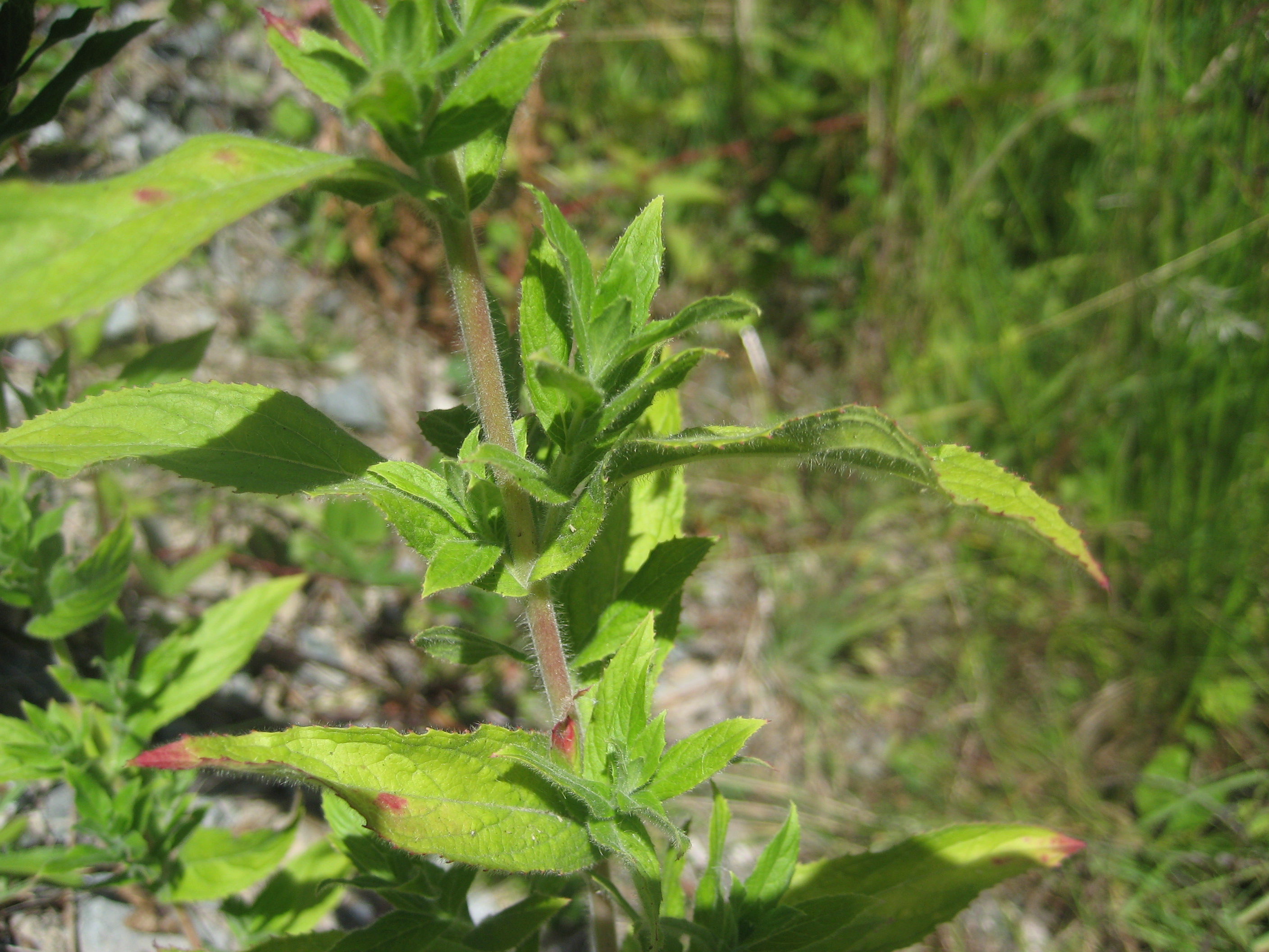 A close-up of a hair willow-herb plant, illustrating the white hairs which cover the plant, the reddish stem and pale green flowers, and the opposite leaf growth pattern.