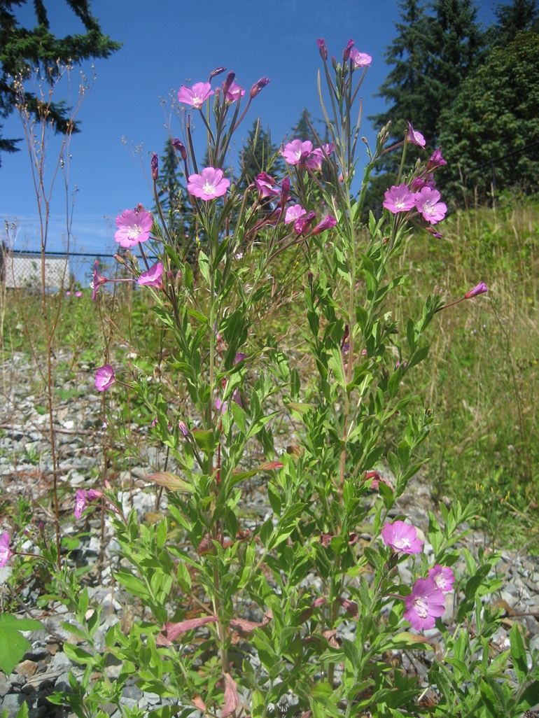 Flowering willow-herb plant with light purple flowers in the foreground, in a rocky grassy field.
