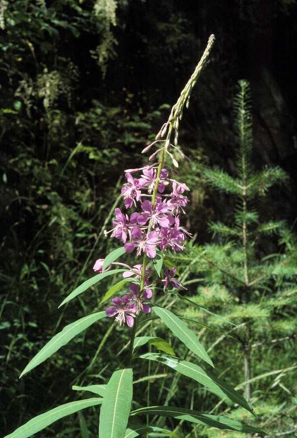 A native fireweed plant, with pale purple flowers and long, slender, leaves with smooth edges and an alternate growth pattern.