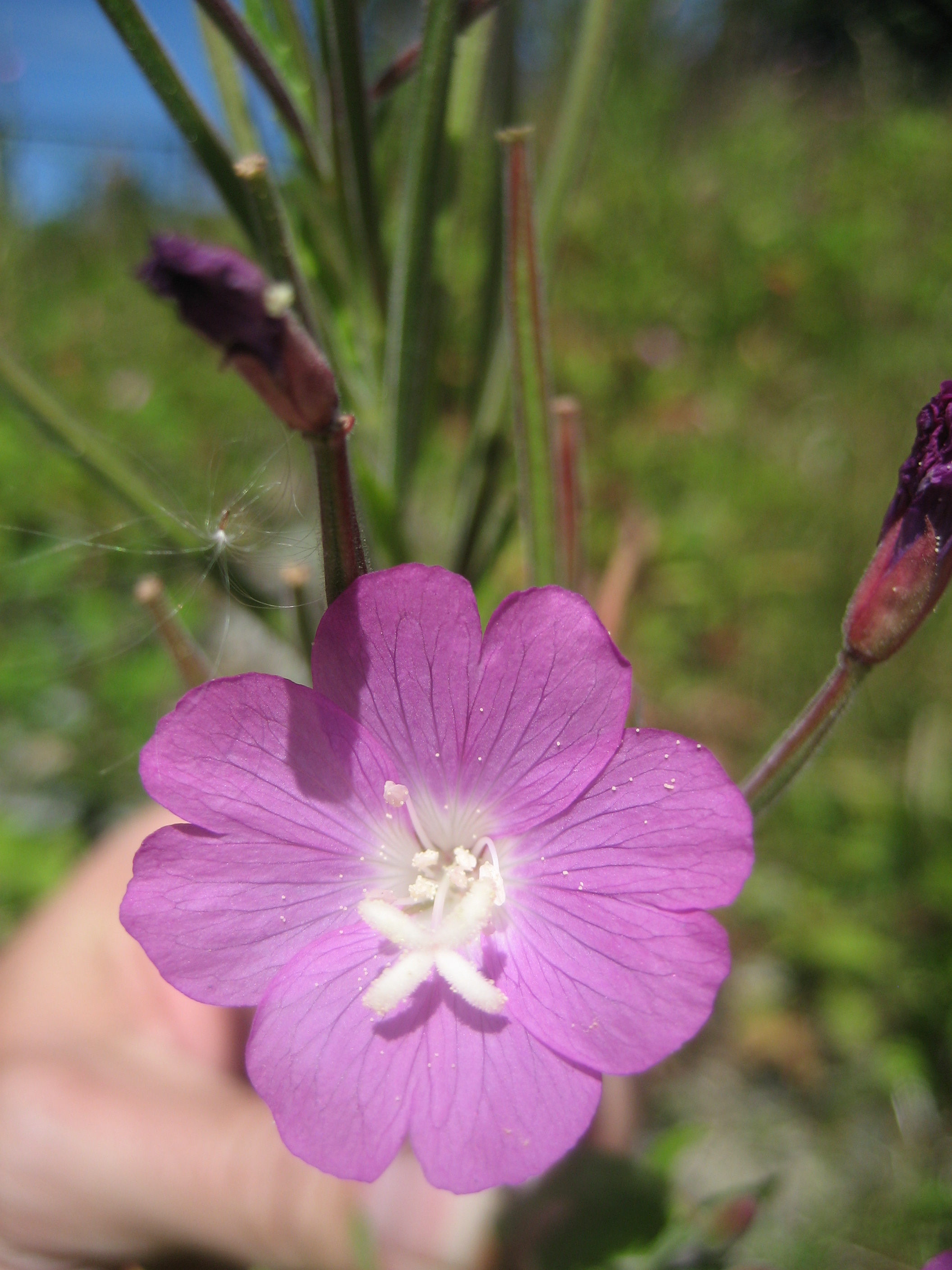A single willow-herb flower, with light purple, notched petals, and a white center.