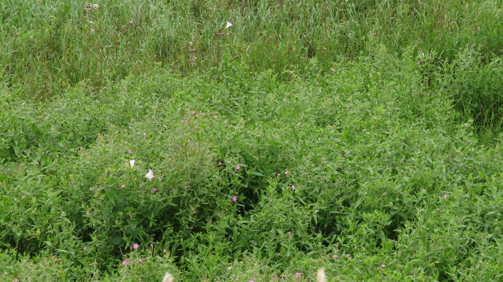 A field of plants, almost entirely dominated by vegetative hairy willow-herb.