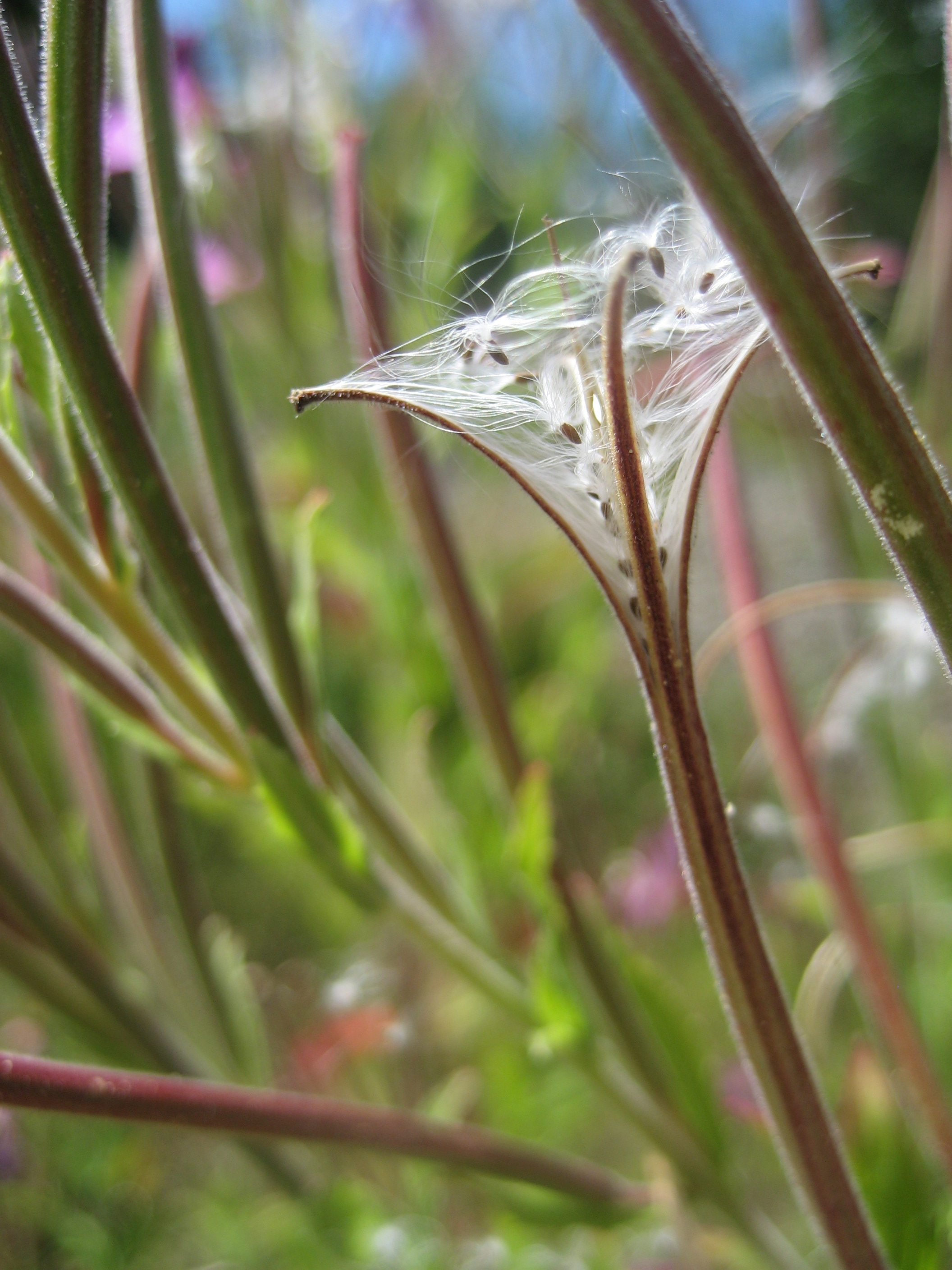 A long, narrow seed pod of a hairy willow-herb plant, splitting open to release seeds with long white hairs.