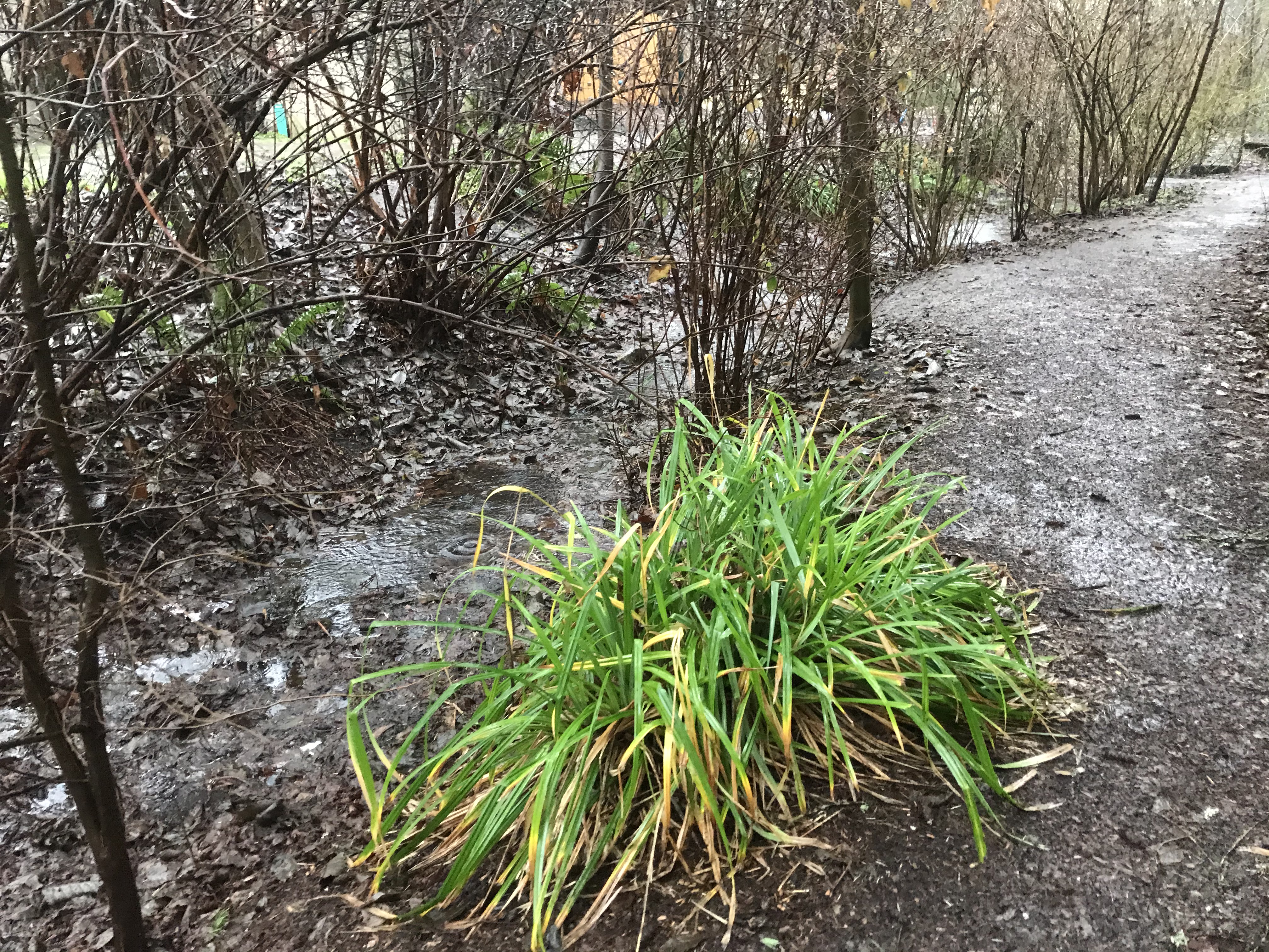Mature stand-alone hanging sedge plant on the side of a path near a creek.