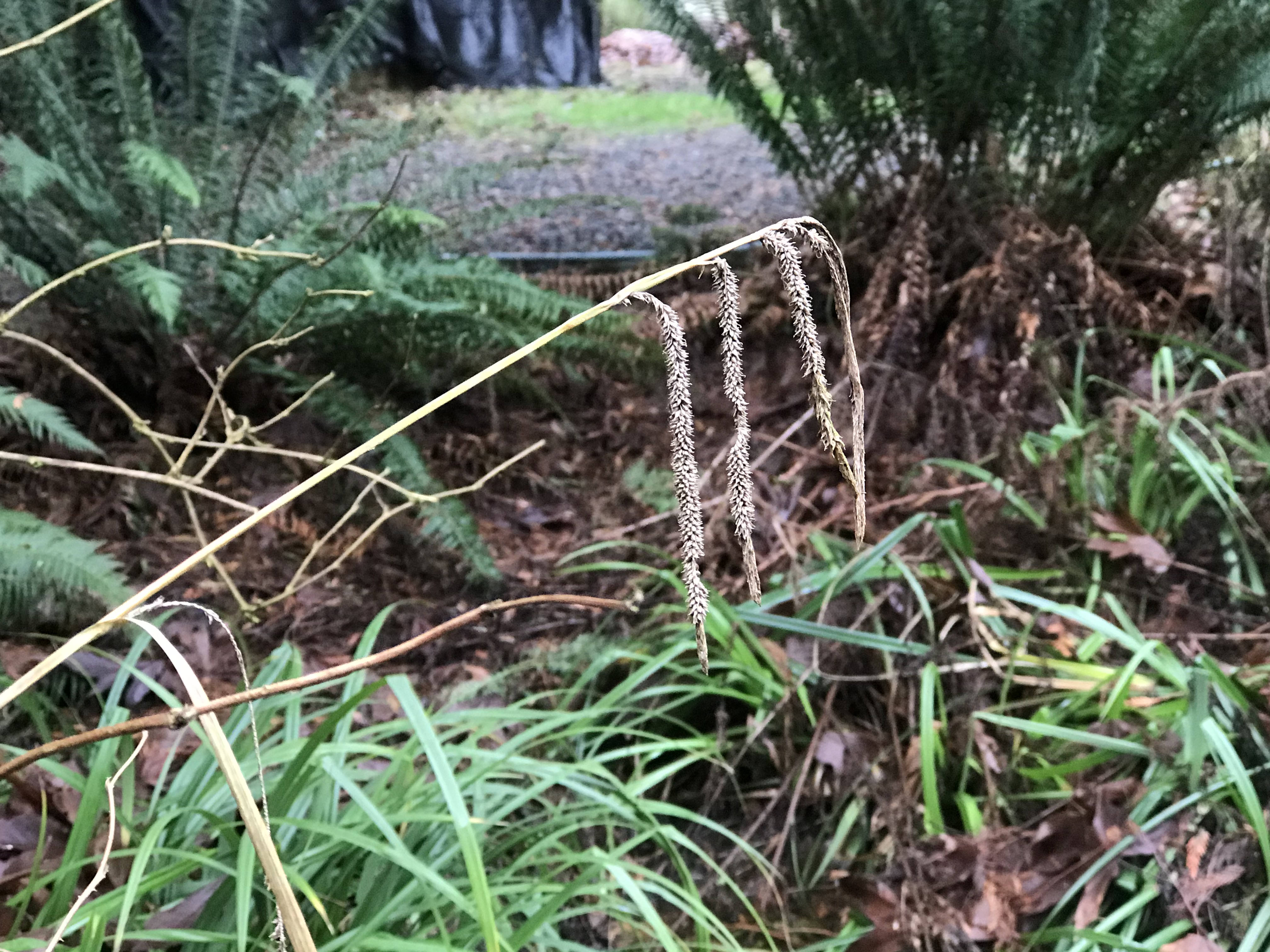 Flexible drooping spikes of hanging sedge as seen in winter.