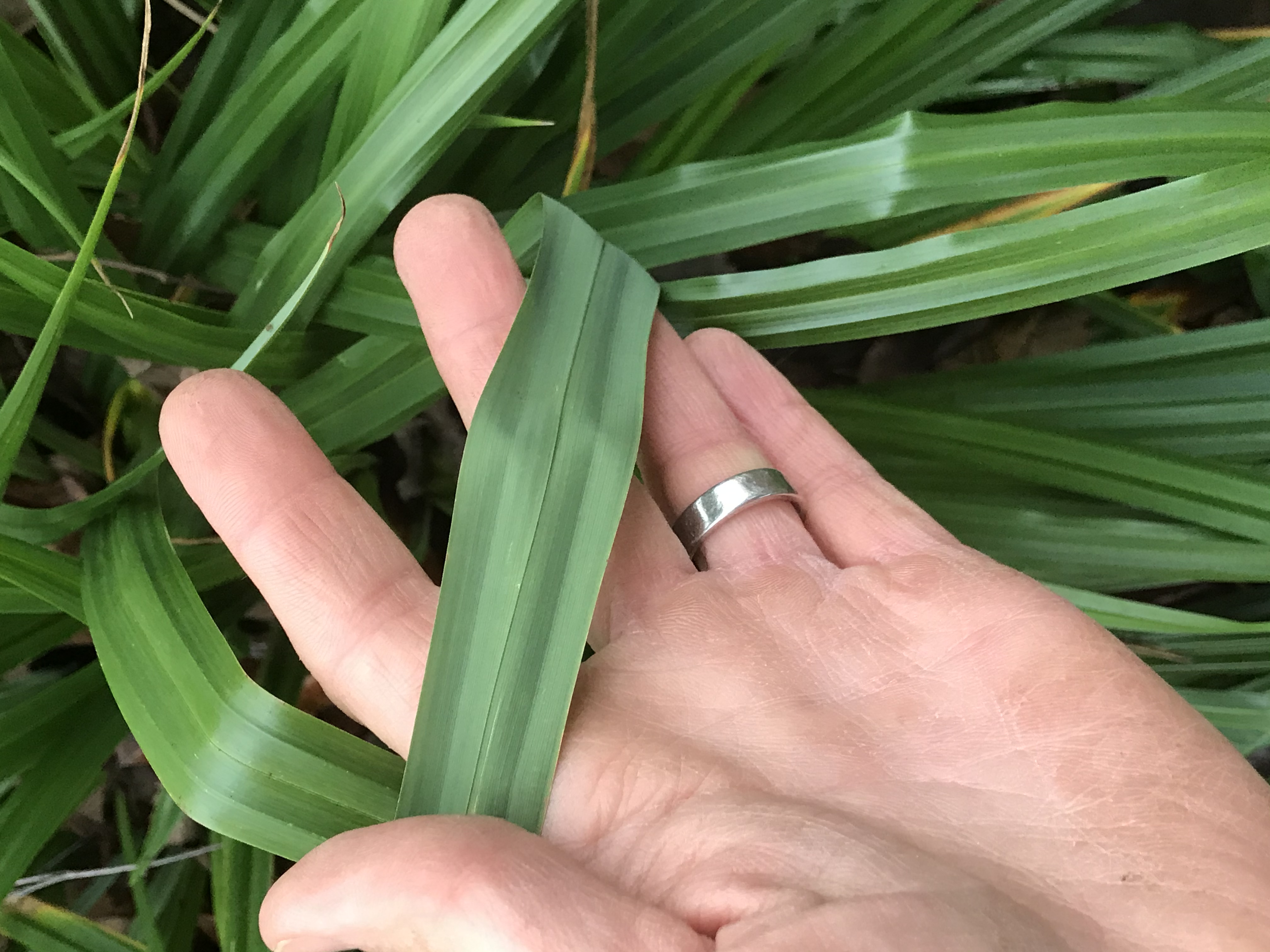Shiny surface vs. dull undersides of hanging sedge leaves with notably larger leaf width compared to lookalike native plants.