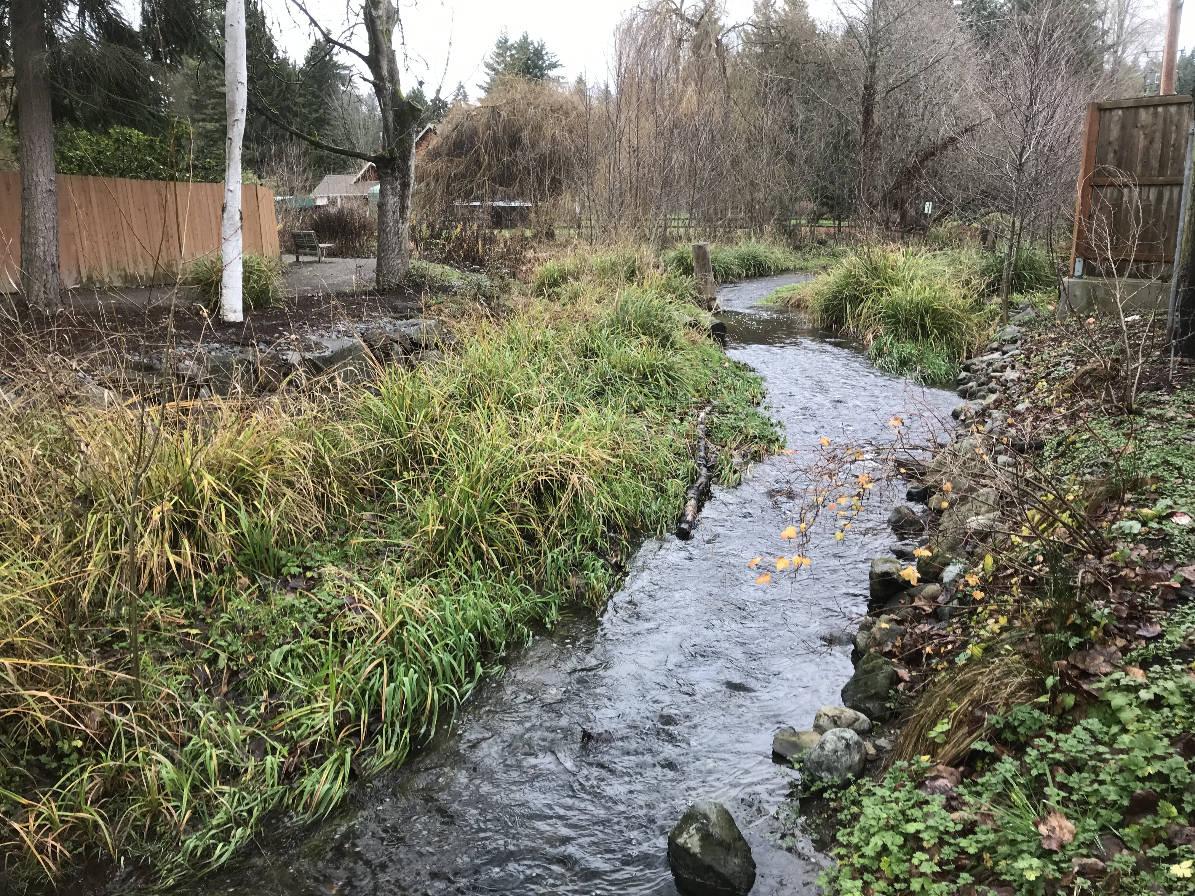 A recent culvert replacement project completed in 2015 only needed 3 years to become inundated with hanging sedge at varying levels of maturity (pictured in 2019).
