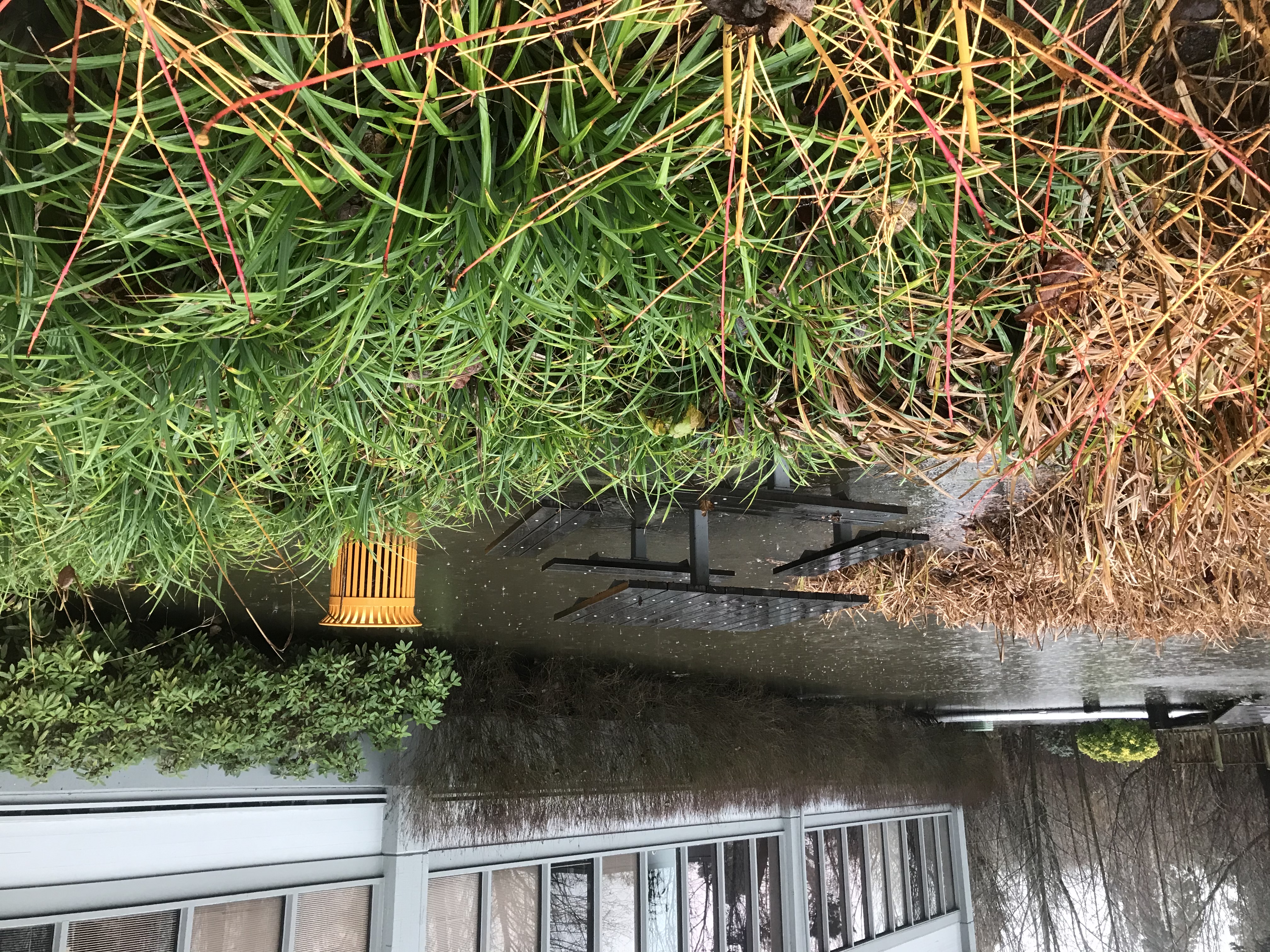 Hanging sedge spreads by seed and vegetative parts easily in flooding water, even throughout neatly landscaped areas (hanging sedge pictured on right side of frame).
