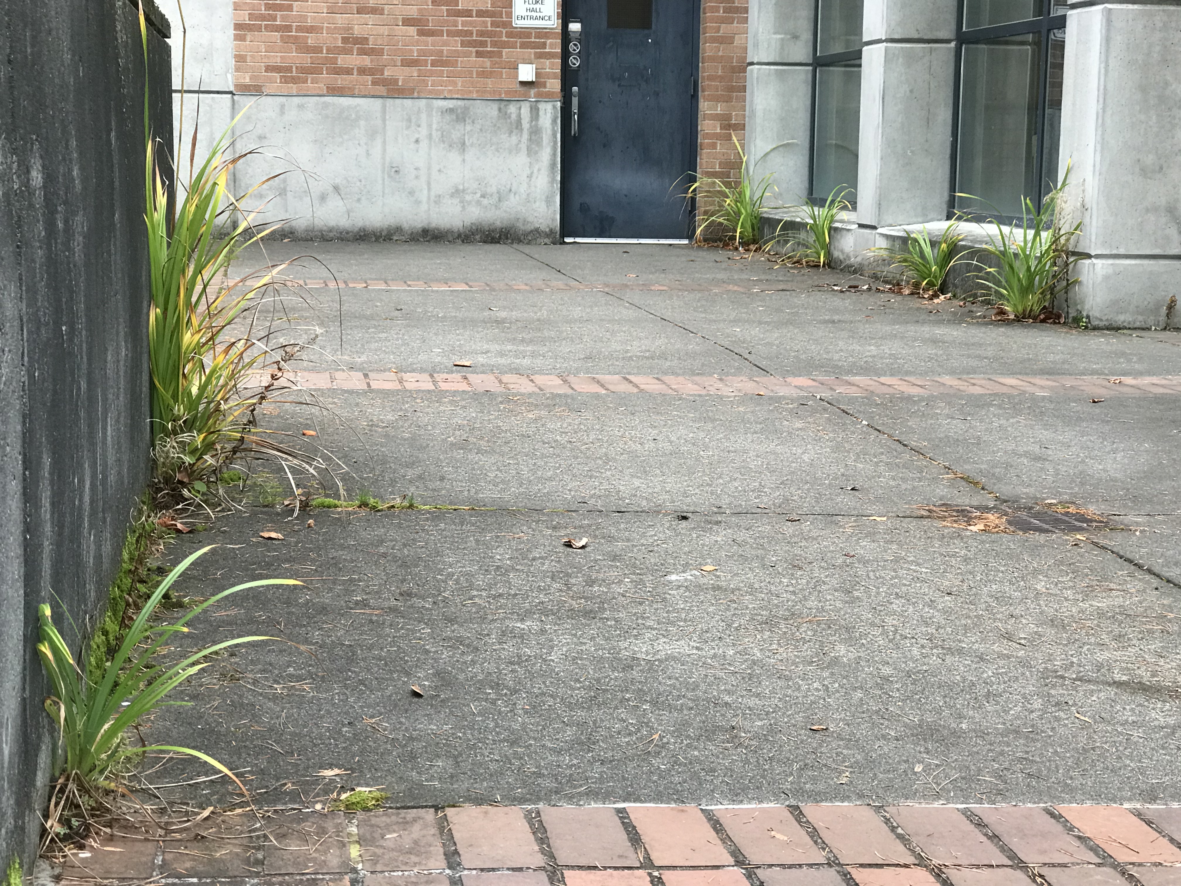 Hanging sedge can grow within and exploit tight spaces with little available resources.