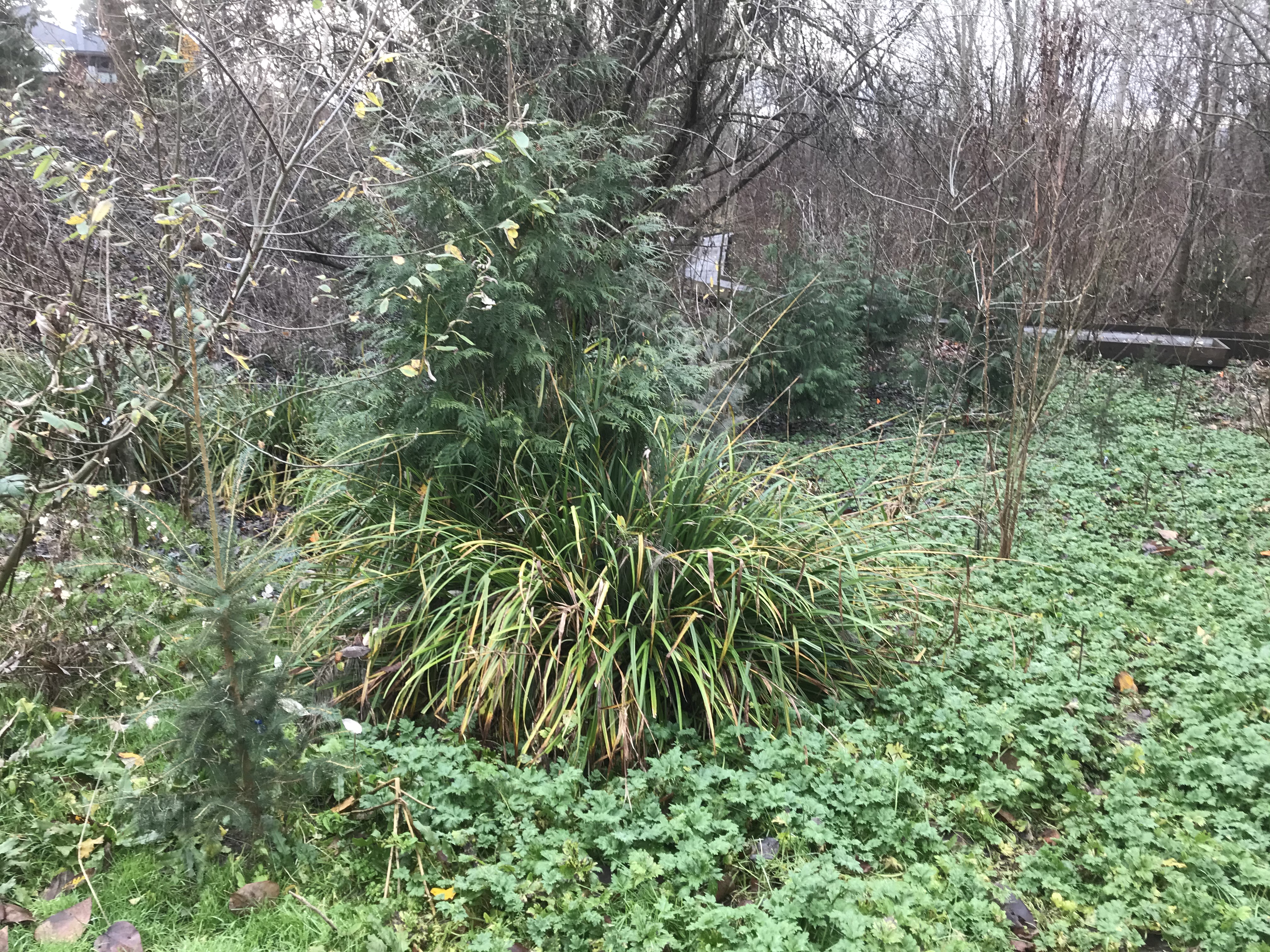 Hanging sedge seeds can move in mulch, soil, and plant materials in restoration projects.