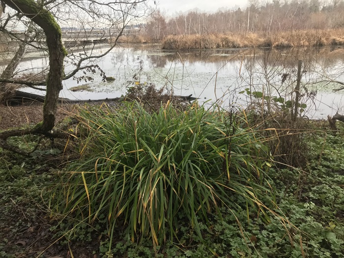 Mature stand-alone hanging sedge plant on the side of a path near a creek.