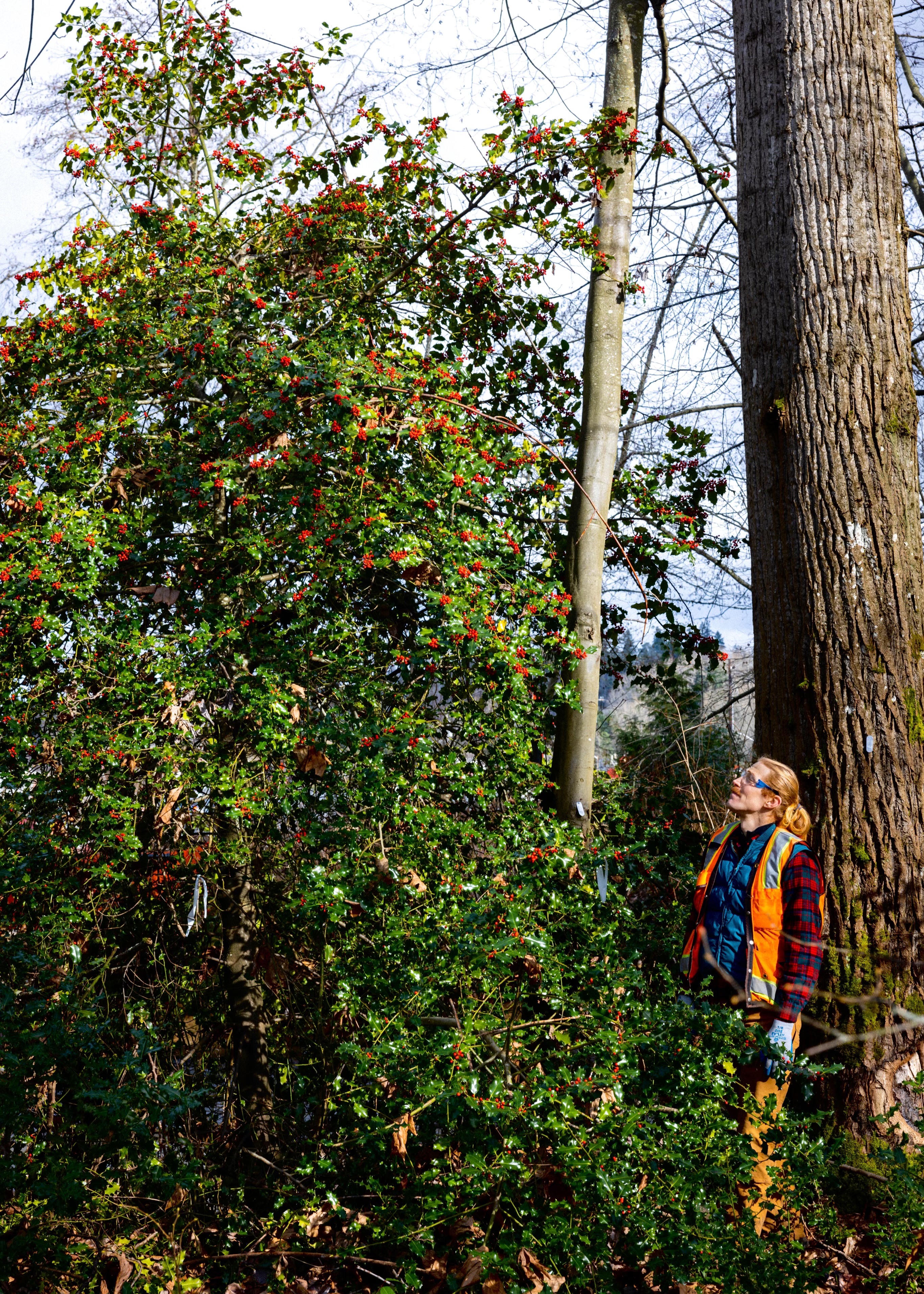 Person in hi-vis vest staring upwards at a large invasive holly tree.