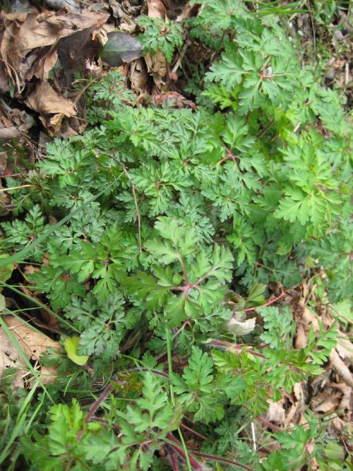flowerless, dense leafy plants growing on top of eachother, lacy leaves