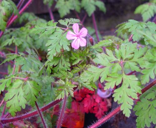deep red stems, dense white hairs along them, leaves up close show rounded laciness, single pink 5 petaled flower