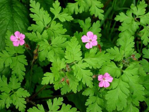 leaves look neon green, rounded lacy triangle shaped leaves with 3 main leaflets make each tip of the triangle. 3 light pink flowers on their own stems.