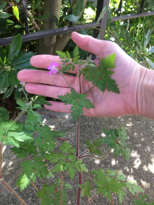 person's hand behind top of tall stalk to contrast triangleish leaf shape (~1/2 palm size each) and one tiny pink flower (top knuckle to fingertip size)