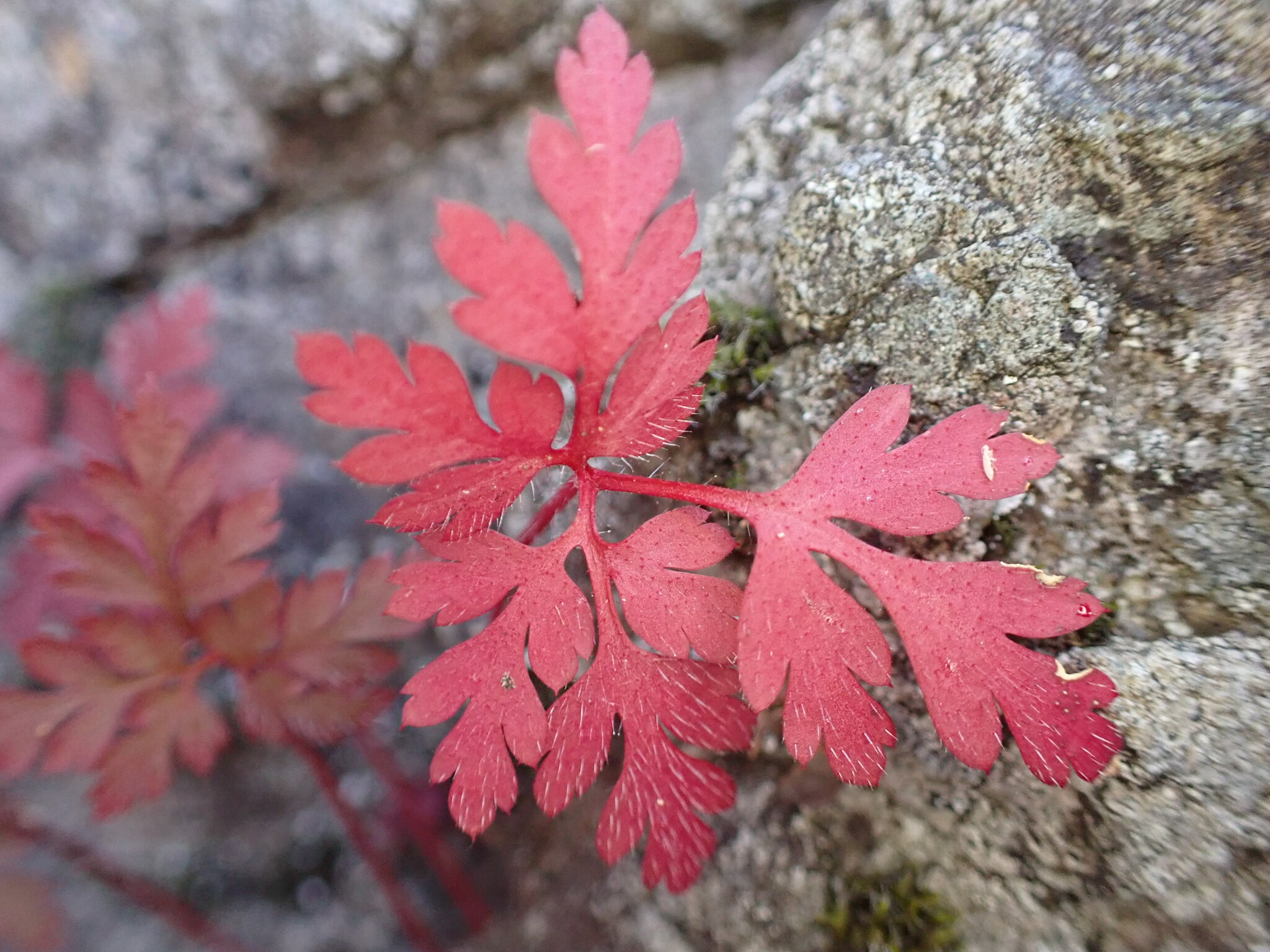 Firetruck red leaf with small white hairs, tiny drops of oily substance visible at some of hair tips.