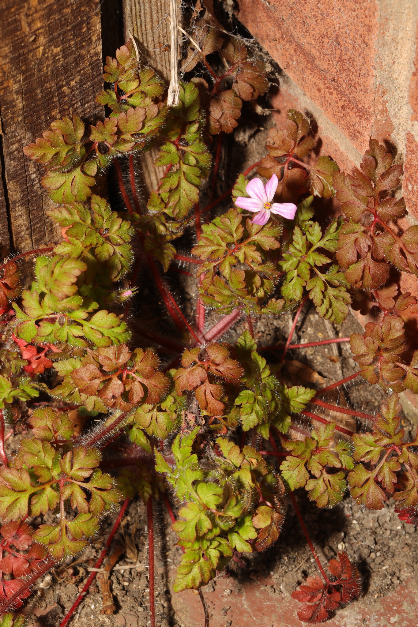 HD photo showing leaves with reddish edges in center, and fully red in outer leaves. White hairs very notable towards tips of lobes. One flower in center.