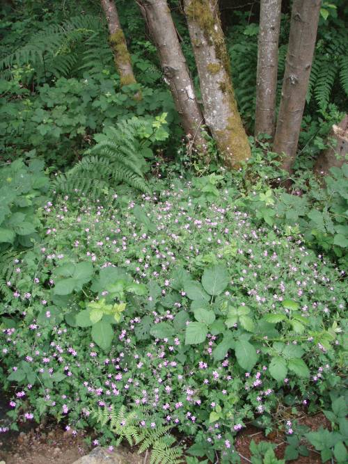 bushy flowering patch of herb robert in a natural forested area, growth is dense and 6-12 inches tall