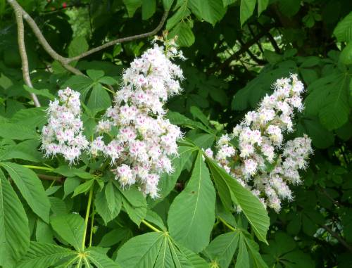 multiple cone shaped flower clusters with white flowers grow at the tips of branches, leaves are same size or smaller than flower cones