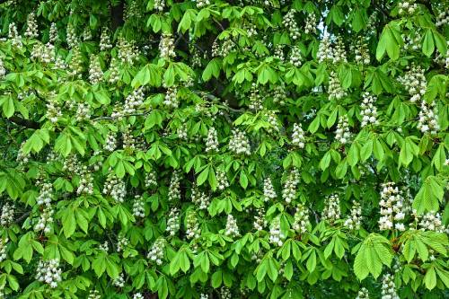 dense growth from distance on one tree, takes up entire photo frame. lots of white flower cluster cones sit atop green drooping leaves