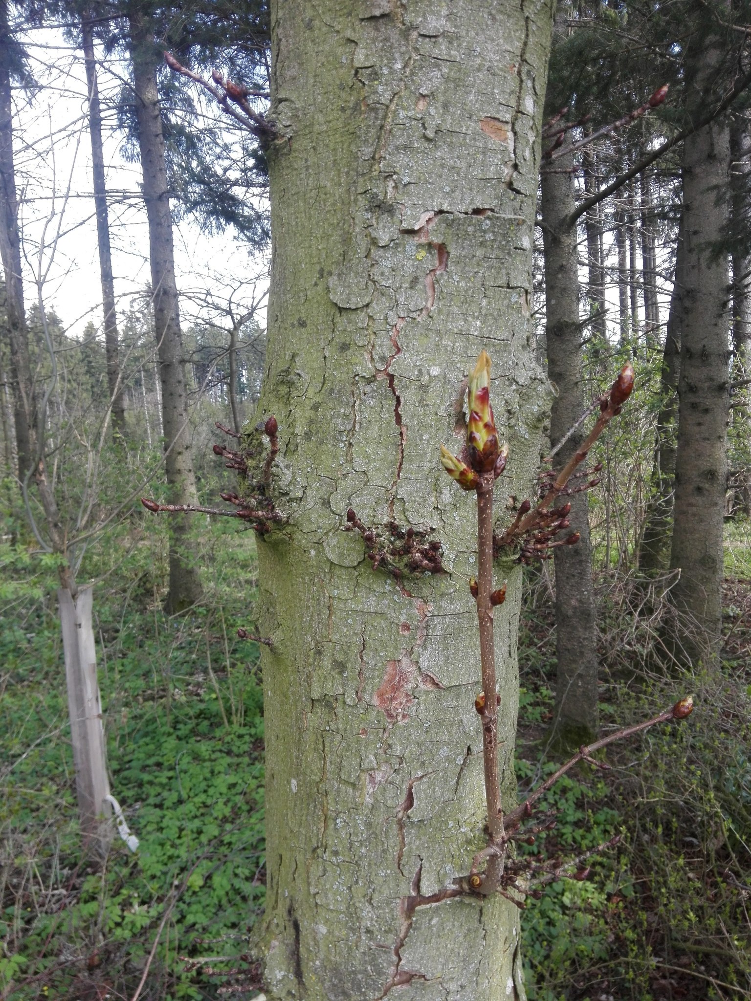 trunk view from arms length. grayish bark is relatively smooth, has sparse cracks in bark that look like large scales, new growth shoots at points along the trunk